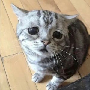 Meet your Posher, Cipri